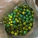 PRO SHAR – Skirmish Paint Ca 1500 Stück Paintball Kugeln / Paints + Pods + Tasche