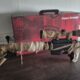 FS Scout Bolt Aktion